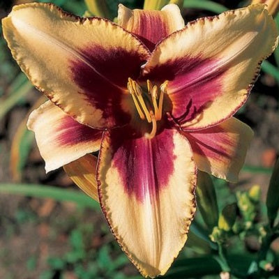 Persian Melon Plus - Daylily