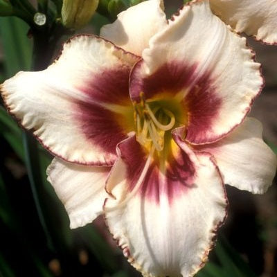 Picotee Starburst - Daylily