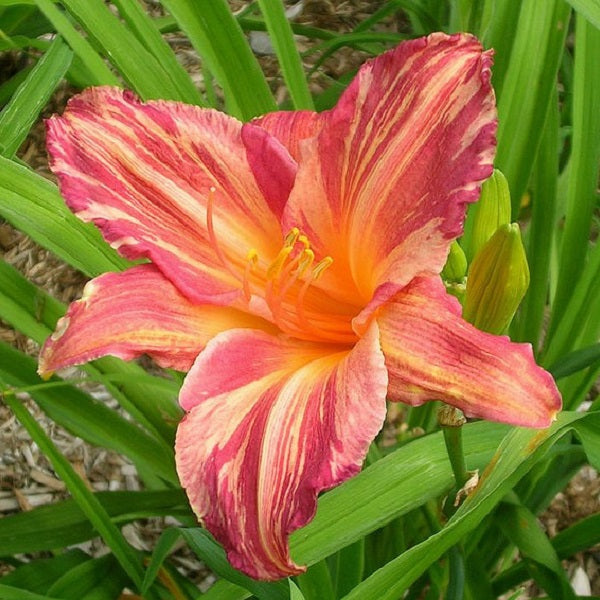 Pink Stripes Daylily