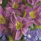 Prairie Blue Eyes Daylily - representative mature plant