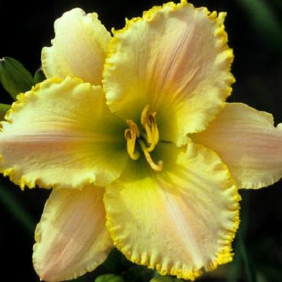 Prairie Windjammer - Daylily