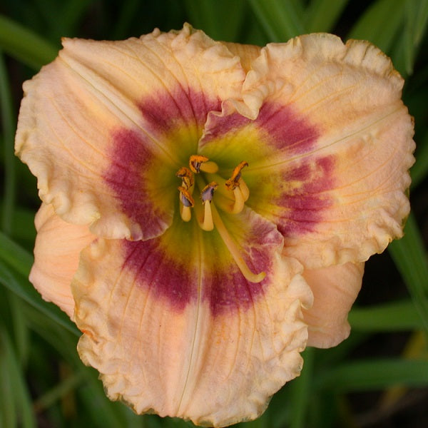 Pretty Eyes - Daylily