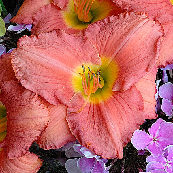 Pretty In Pink Daylily