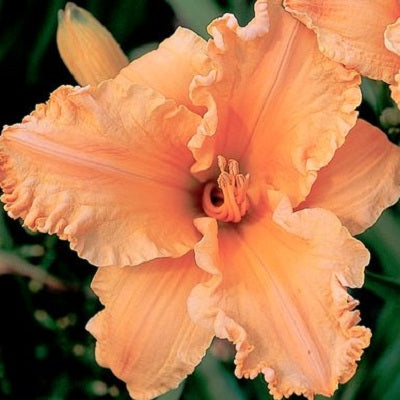 Pumpkin Ruffles - Daylily