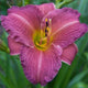 Purple de Oro Daylily - representative mature plant