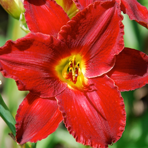 Red Reward - Daylily