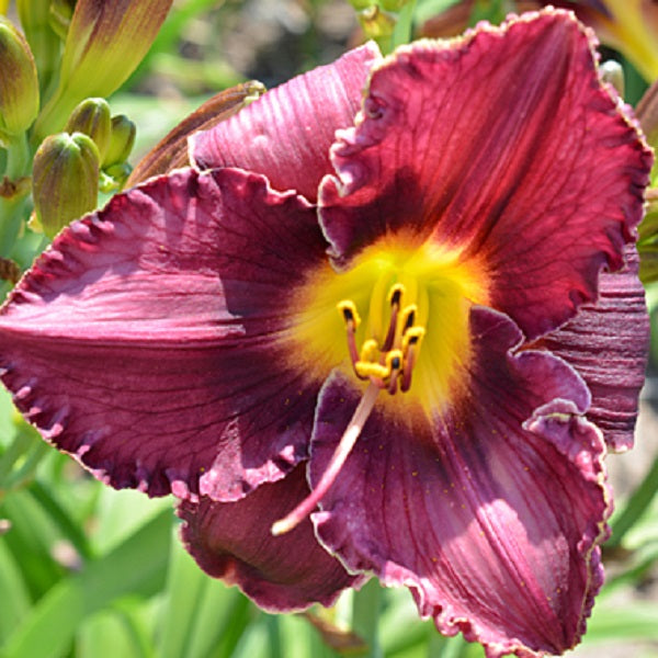 Rich Purple Charm - Daylily