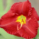 Rooster Rush - Daylily