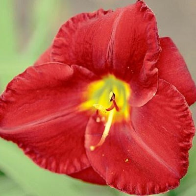 Rooster Rush - Daylily