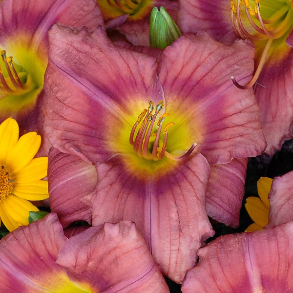 Rosy Returns - Daylily