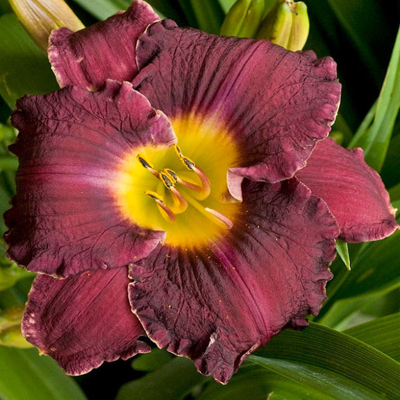 Round Midnight Daylily - representative mature plant