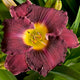 Round Midnight Daylily - representative mature plant