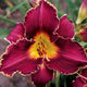 Royal Lace Sampler Daylily