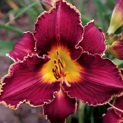 Royal Lace Sampler Daylily