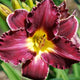 Ruffled Plum Frolic - Daylily