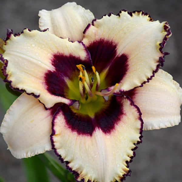 Rumba Picotee - Daylily