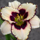 Rumba Picotee - Daylily