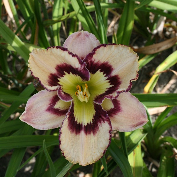 Spacecoast Sea Shells - Daylily