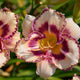 Sarah's Picotee - Daylily