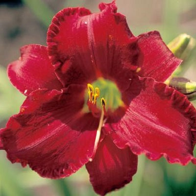 Scarlet Blessings - Daylily