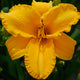 Scoop The Gold - Daylily