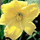 Screaming Yellow Zonkers - Daylily