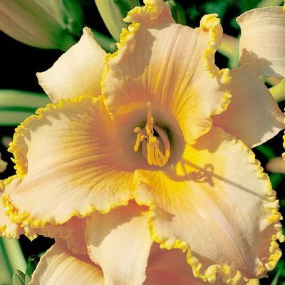 She's Got Legs - Daylily