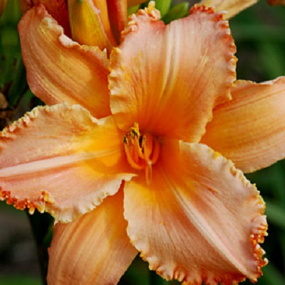 Shredded Carrots - Daylily