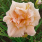 Siloam Double Classic - Daylily