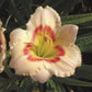 Siloam Ethel Smith - Daylily