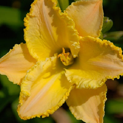 Soft Peach Souffle - Daylily