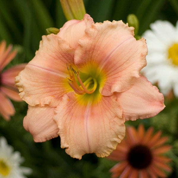 Soft Summer Night - Daylily