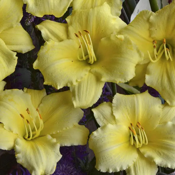 Stella Supreme Daylily - representative mature plant