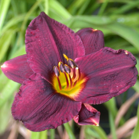 Storm Warning Daylily - representative mature plant