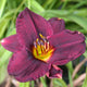 Storm Warning Daylily - representative mature plant