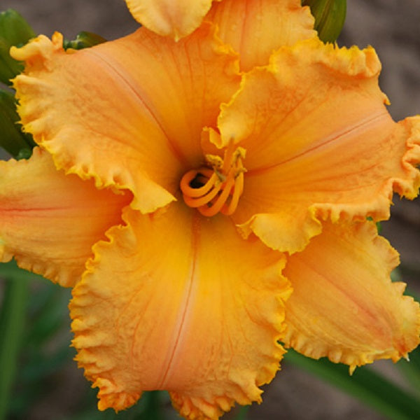 Sunset Tango - Daylily