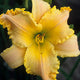 Sunshine Fresh - Daylily