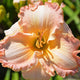 Sweet Girly Girl - Daylily