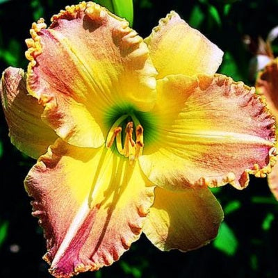 Sweet Potatoes - Daylily