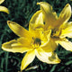 Tetrina's Daughter Daylily