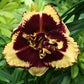 Tiger Blood - Daylily