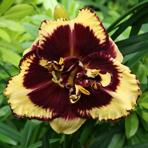 Tiger Blood - Daylily