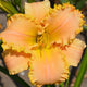 Tomboy with Lace - Daylily