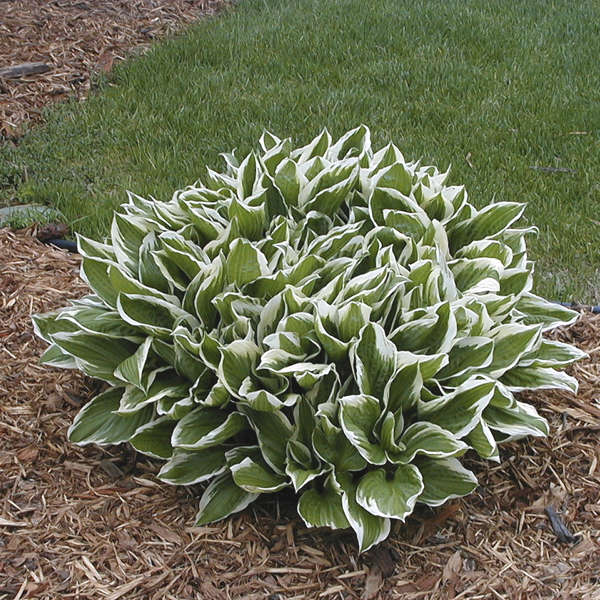 U. Albomarginata - Tall Hosta