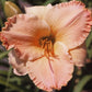 Whole Peach Pie - Daylily