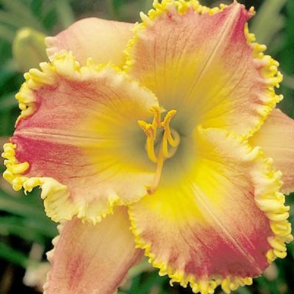 Wide Awake - Daylily