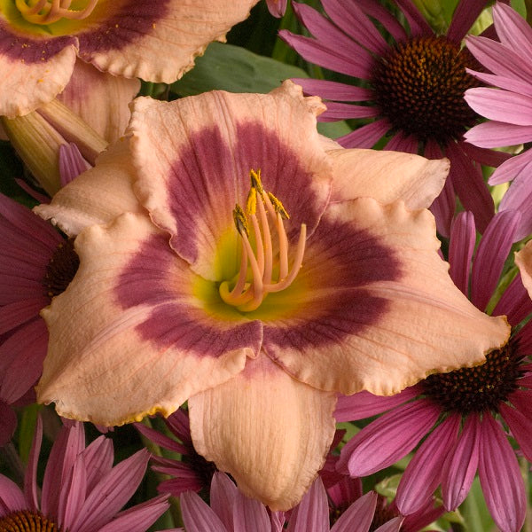 Wineberry Candy - Daylily