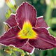 Woodsman - Daylily