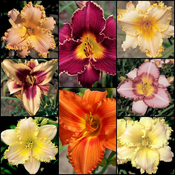 Tooth Fairy Daylily Collection