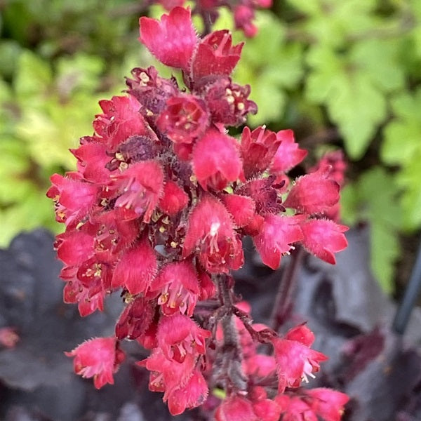 Black Forest Cake Coral Bells